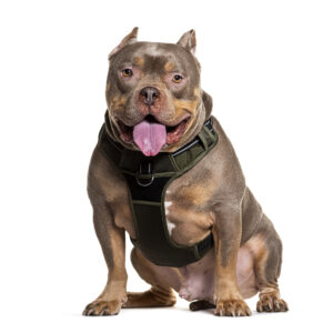 American Bully 4