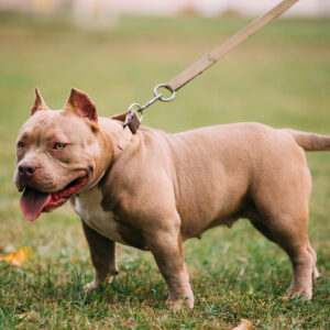 American Bully
