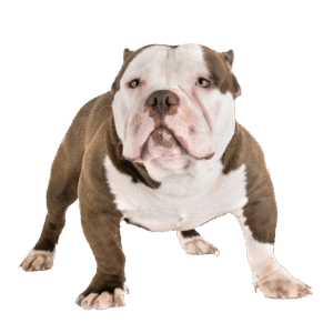American Bully 5