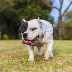 American Bully 3